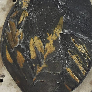 Pteridophyte Fossil Necklace (X-Large) - 300 Million Yrs Old
